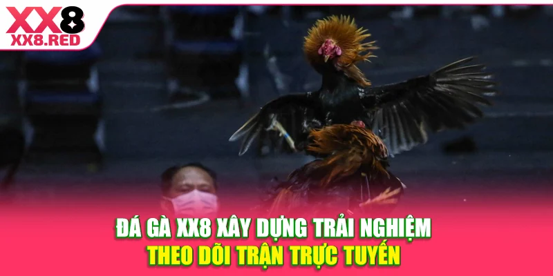 Đá gà XX8 xây dựng trải nghiệm theo dõi trận trực tuyến